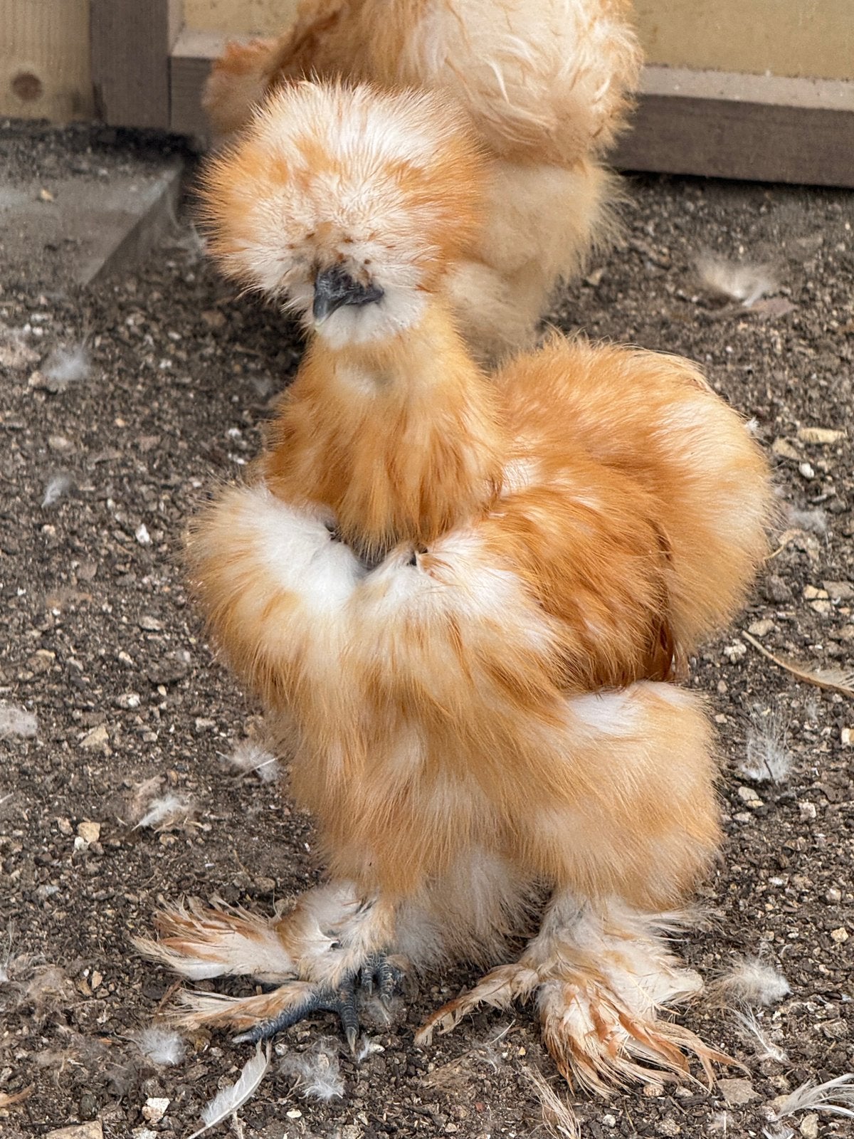 Zijdehoen USA, Femelle, Poule ou poulet