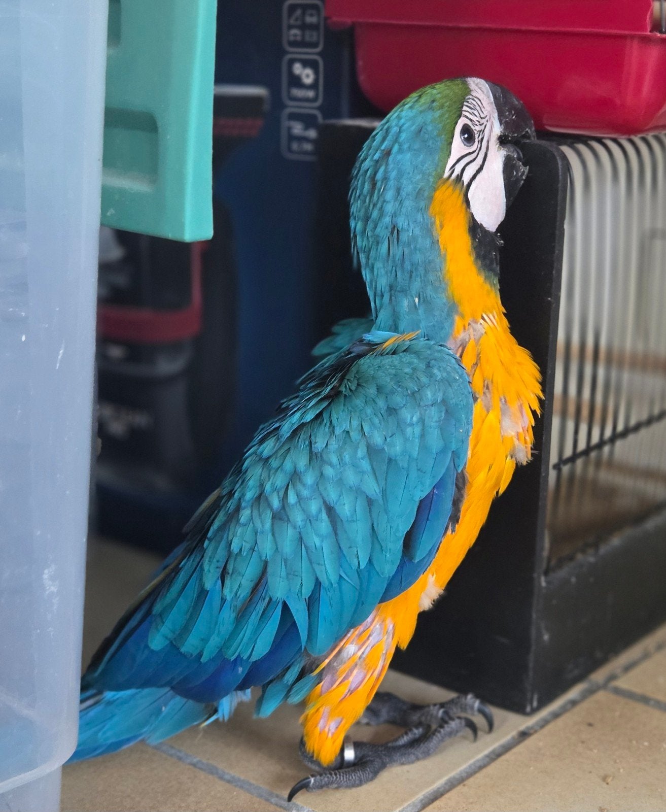 ara arauna mâle eam, Animaux & Accessoires, Mâle