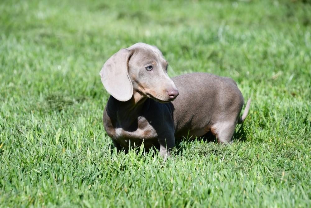 Kortharige Teckel pups te koop, Dieren en Toebehoren, 15 weken tot 1 jaar, Dwerg, Parvo, Meerdere