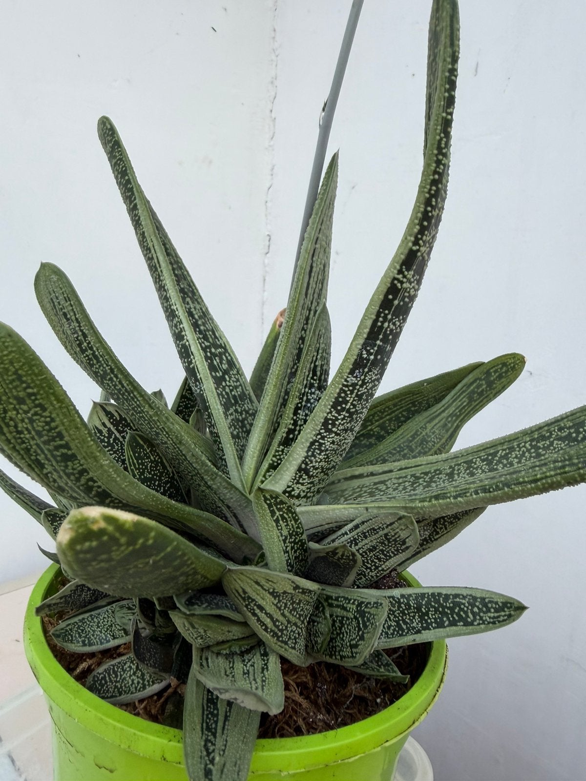 Kamerplant, Maison & Meubles, Plantes d'intérieur, Enlèvement