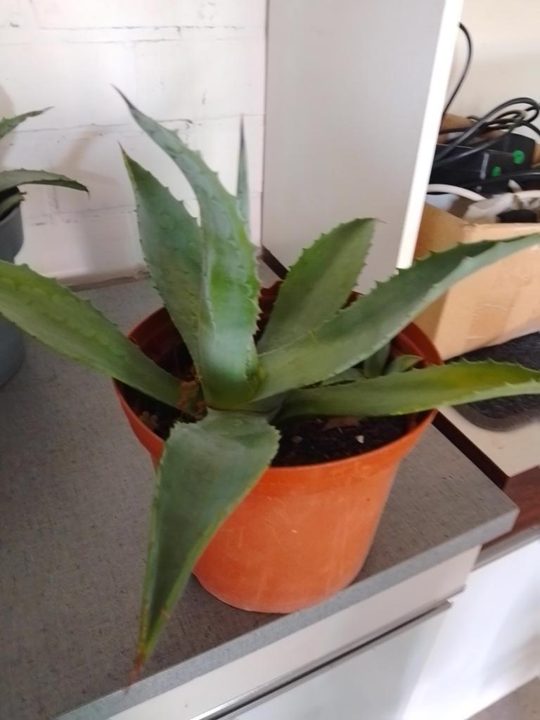Agave Americana plant, Ophalen