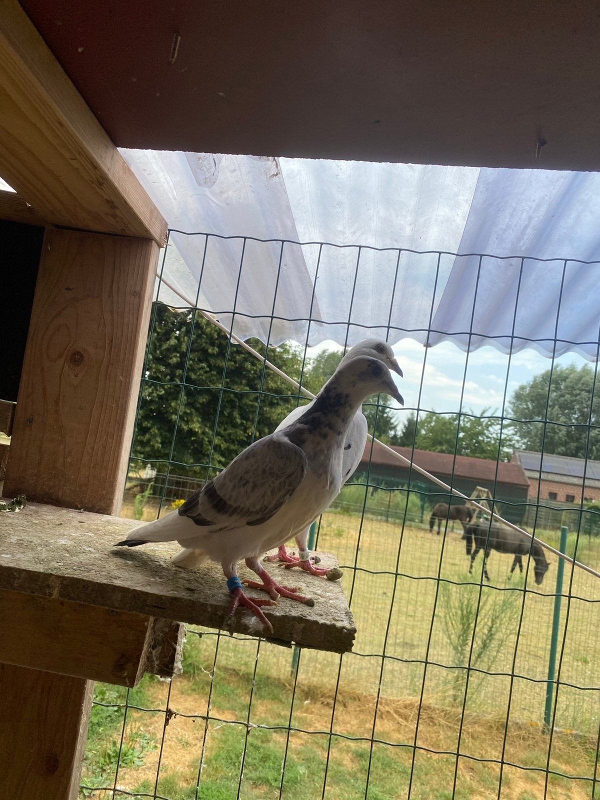 Zomer jongen 2026, Dieren en Toebehoren, Vogels | Duiven, Meerdere dieren, Postduif