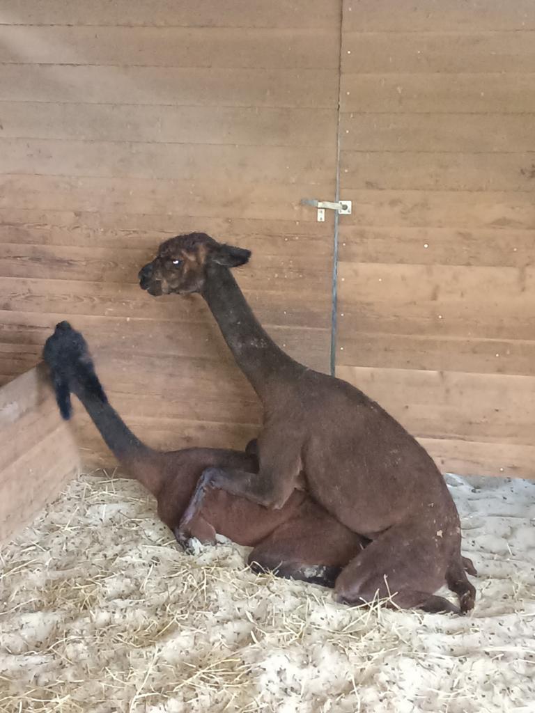 Drachtige Alpaca merrie, Dieren en Toebehoren, Overige Dieren, Mei, Vrouwelijk
