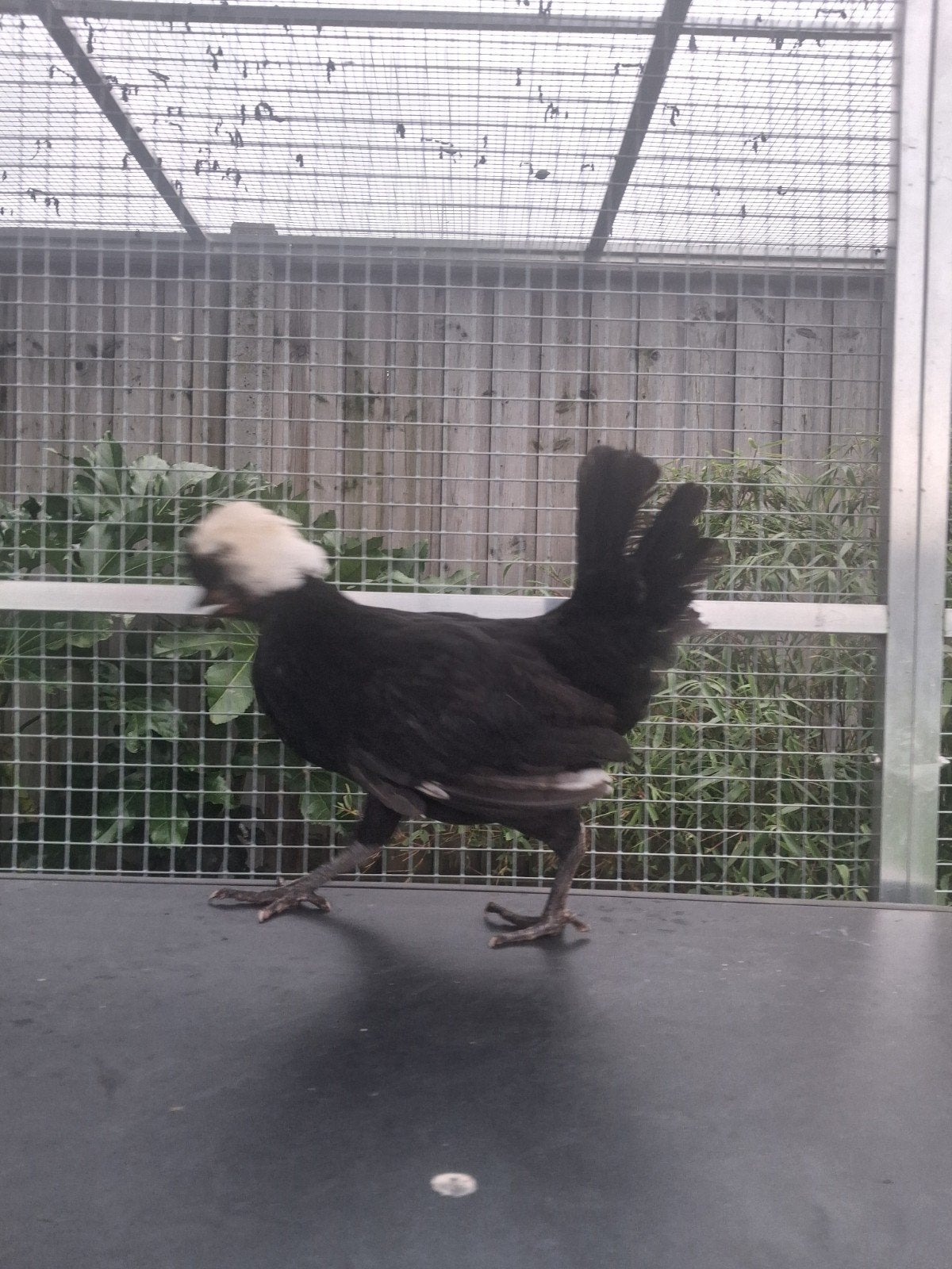 Hollandse kuifhoen hen, Dieren en Toebehoren, Vrouwelijk, Kip