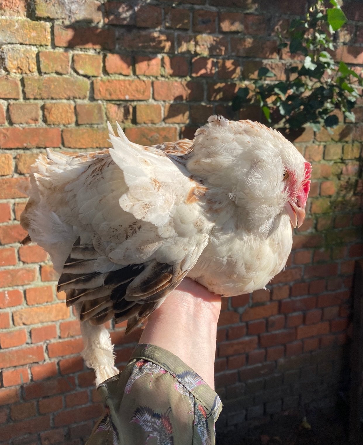 Faverolles hen, Dieren en Toebehoren, Pluimvee, Vrouwelijk, Kip