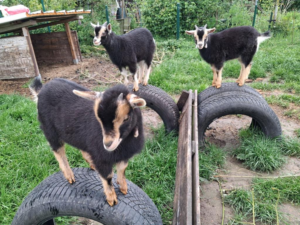 Dwerggeit bok black and tan, Dieren en Toebehoren