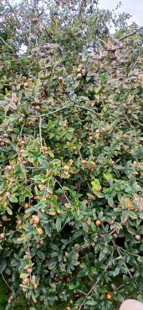 NEFLES DE MON JARDIN A VENDRE, Ophalen, Nieuw