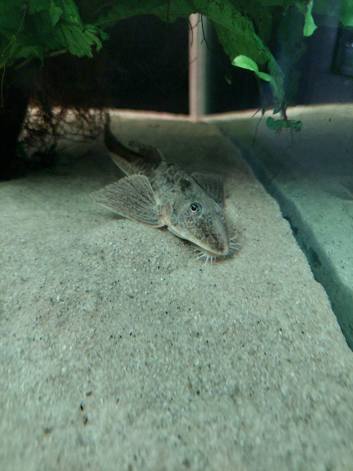 2 x Loricaria Rio Atabapo, Poisson, Poisson d'eau douce