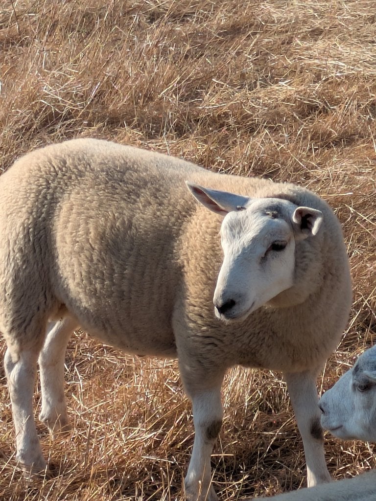 schapenbok te koop, Mâle, Mouton, 0 à 2 ans