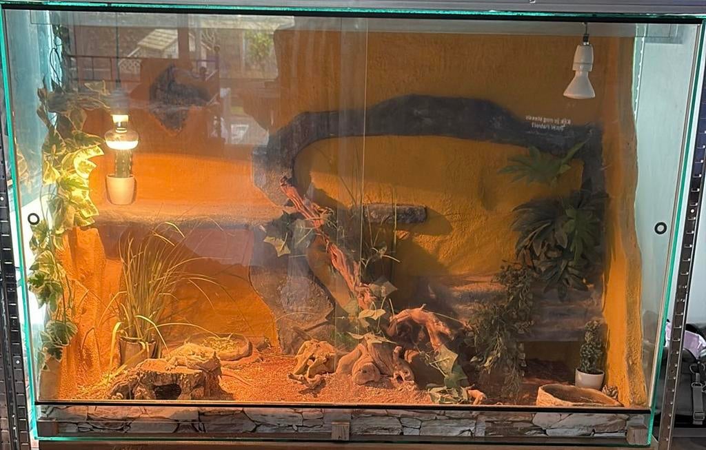 Mannelijke baardagaam te koop wegens stopzetting hobby, Dieren en Toebehoren, Ophalen, Gebruikt, Terrarium of Paludarium