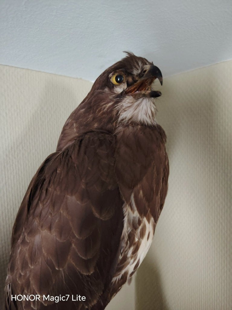 Buizerd mannetje en vrouwtje., Verzamelen, Dierenverzamelingen, Ophalen, Nieuw, Vogel, Opgezet dier