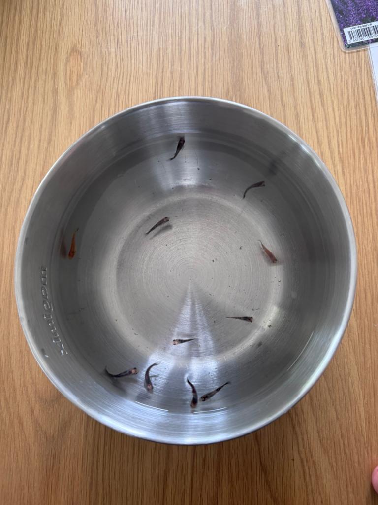 Vend un melange de bébé poissons d’aquarium, Animaux & Accessoires, Nourriture & Bols pour chiens, Comme neuf, Enlèvement