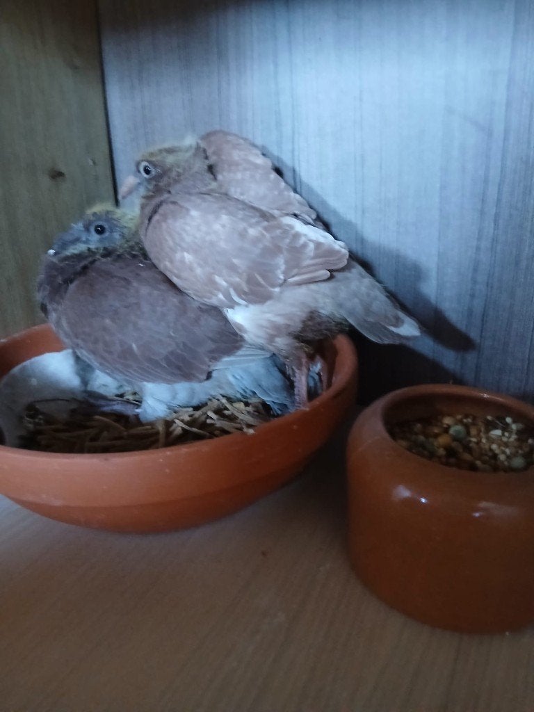 Reisduiven, Meerdere dieren, Postduif