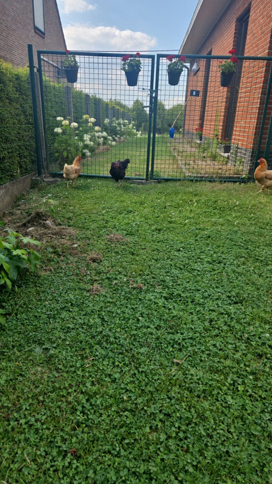 4 hens lying/4  legkippen, Dieren en Toebehoren, Pluimvee