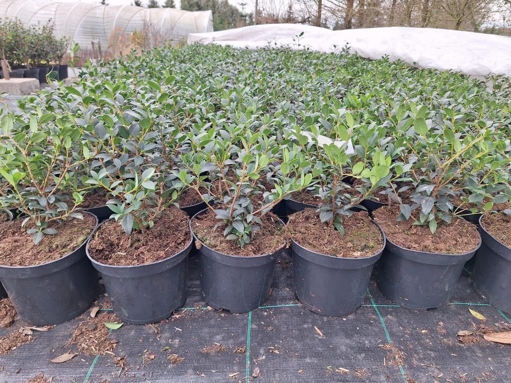 ‼️osmanthus Burkwoodii aan stuntprijzen ‼️, Enlèvement, Taxus
