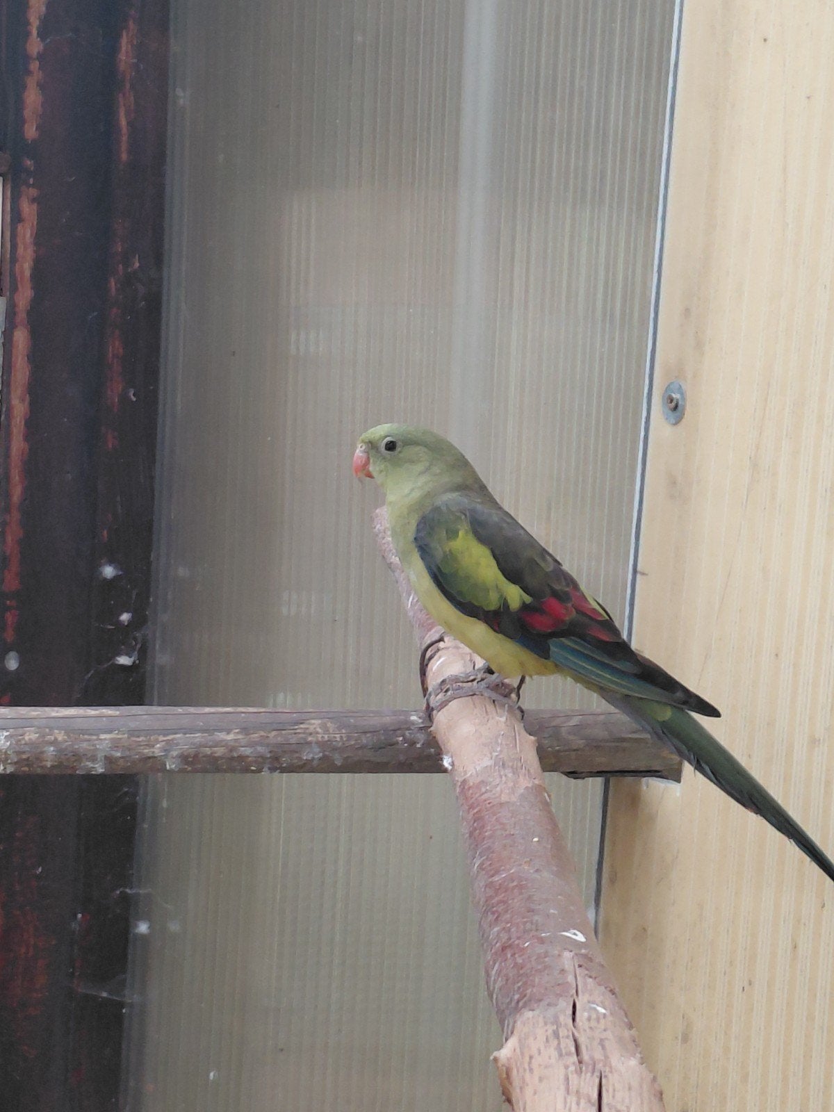 bergparkiet wildkleur 60 euro