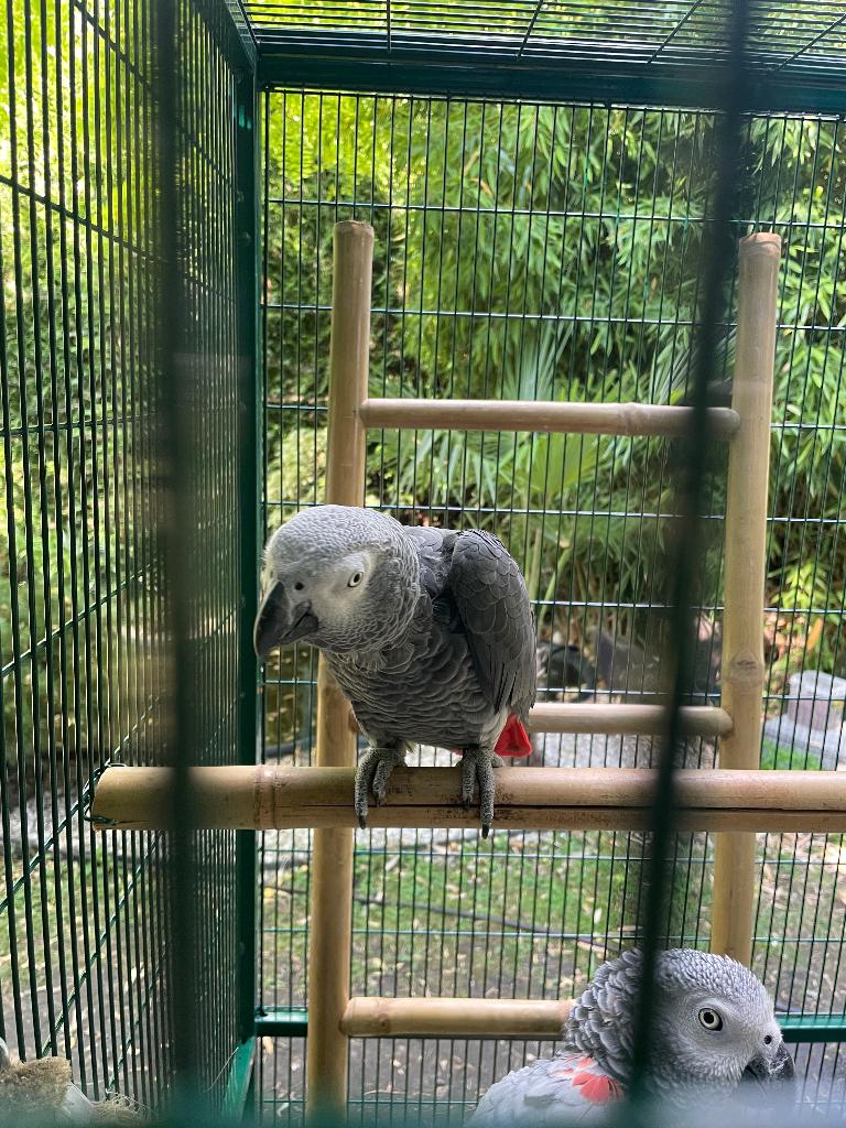 Gris du Gabon, Mâle, Perroquet, Bagué