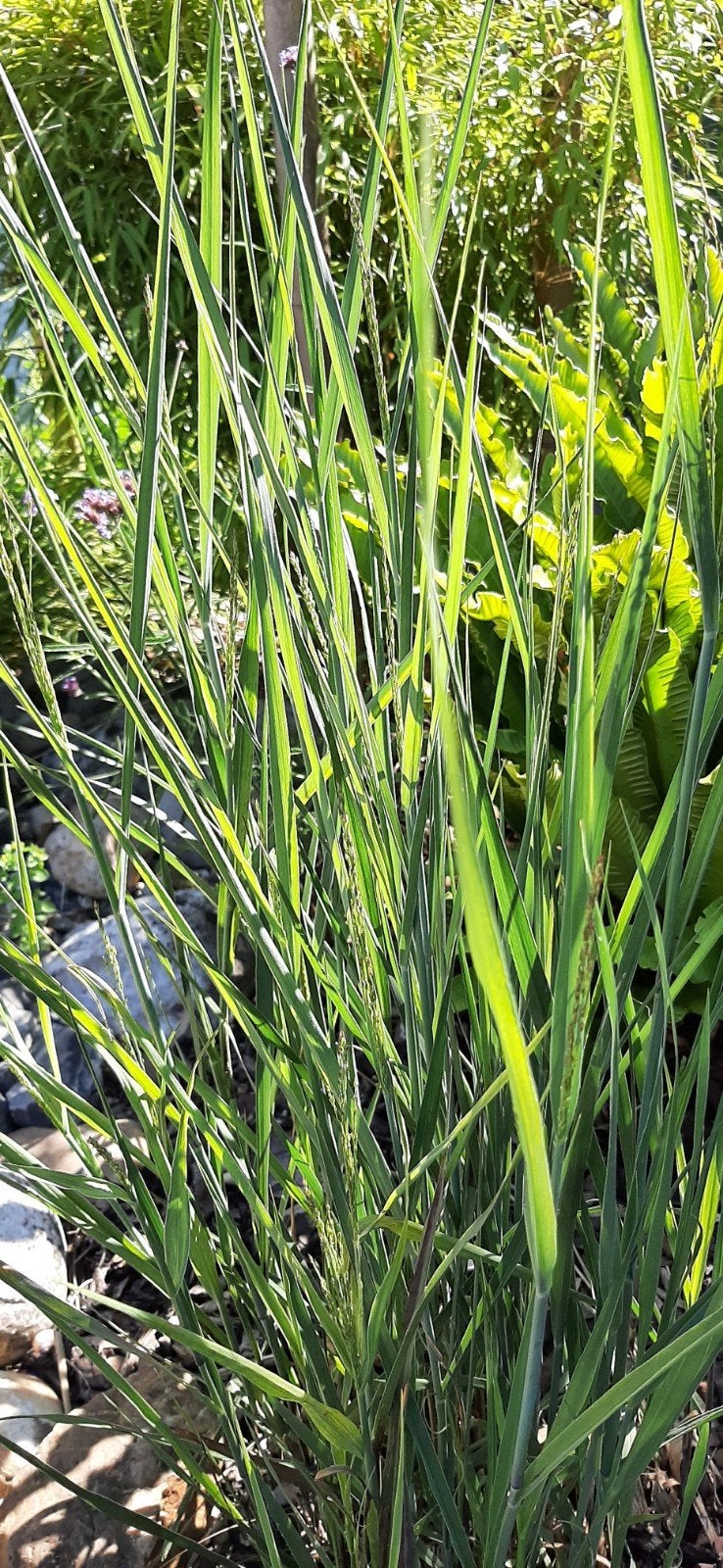 Te Koop: Siergrassen, Tuin en Terras, Ophalen, Siergrassen
