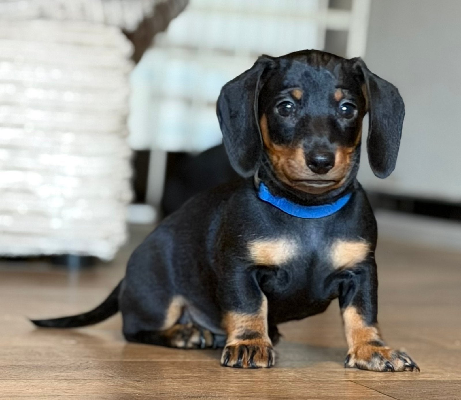 Mooie korthaar kaninchen teckeltjes,in huis grootgebracht !!, Kaninchen, België, Fokker | Hobbymatig, CDV (hondenziekte)