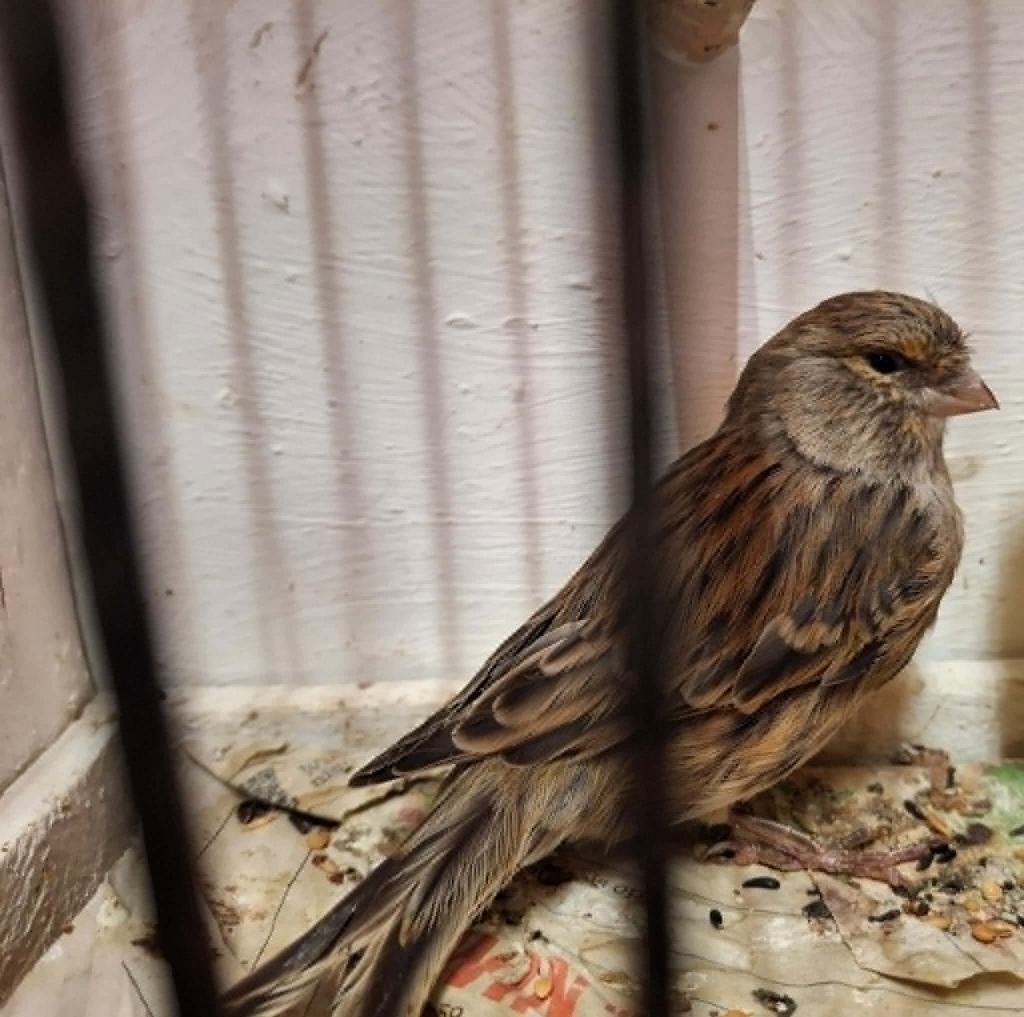 mooie kanarie (man), Dieren en Toebehoren, Vogels | Kanaries