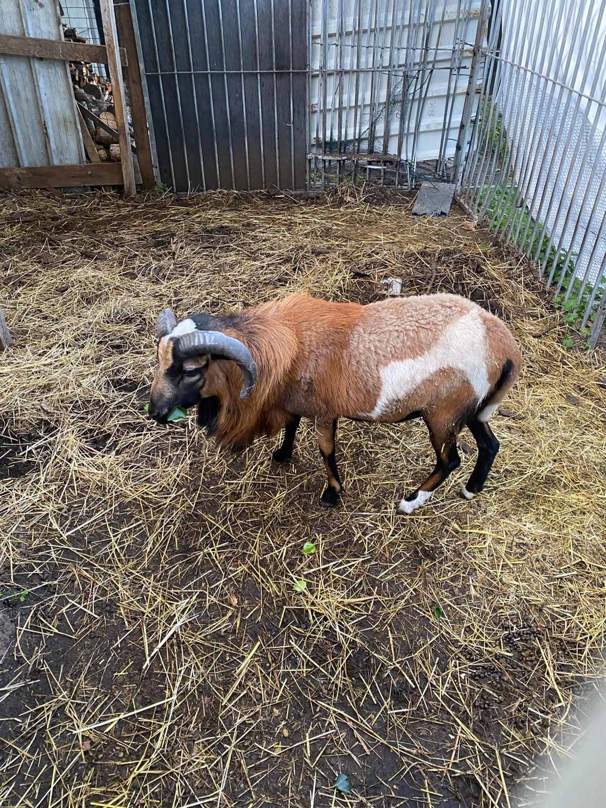 Bewezen bonte kameroen ram, Mannelijk, Schaap, 0 tot 2 jaar