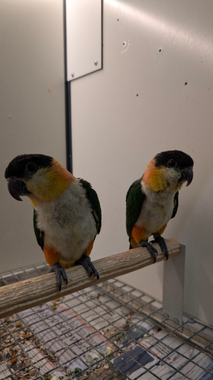 Handtamme zwartkop caique's, Dieren en Toebehoren