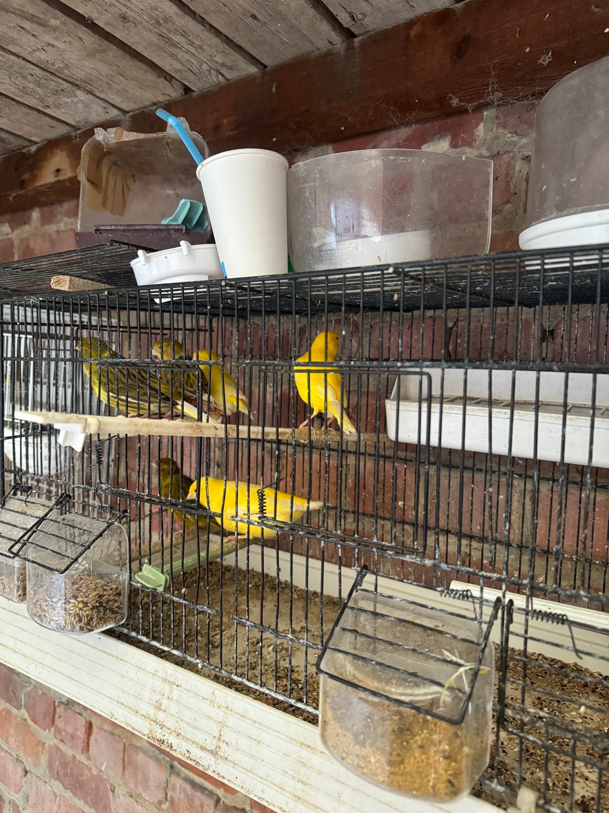 Des males et couples avec des jeunes et eoufs, Animaux & Accessoires, Oiseaux | Canaris