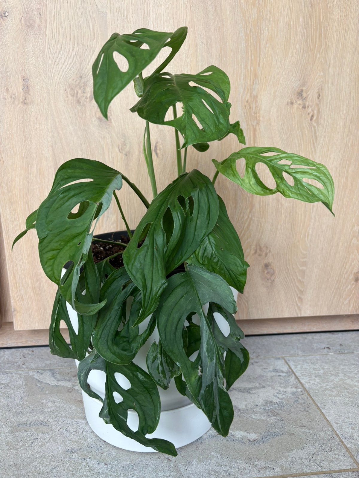 Monstera Indonesian marble, Enlèvement