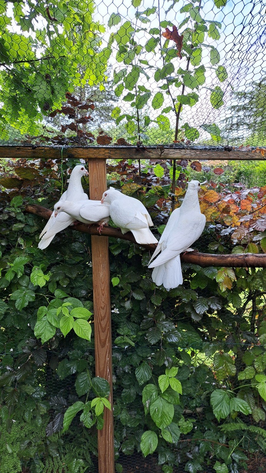 Witte duiven, Dieren en Toebehoren