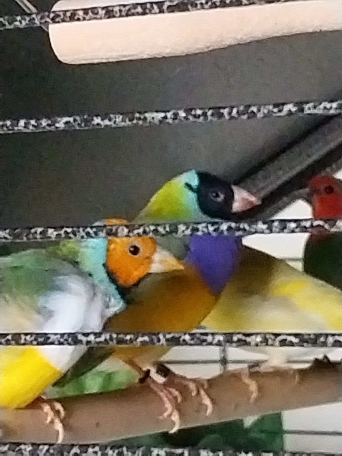 Ik ben op zoek naar Gouldamdin pop, Dieren en Toebehoren