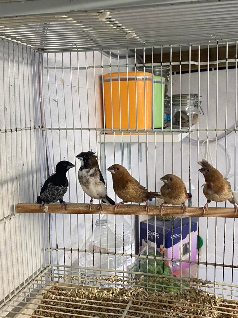 Japanse meeuwen, Dieren en Toebehoren