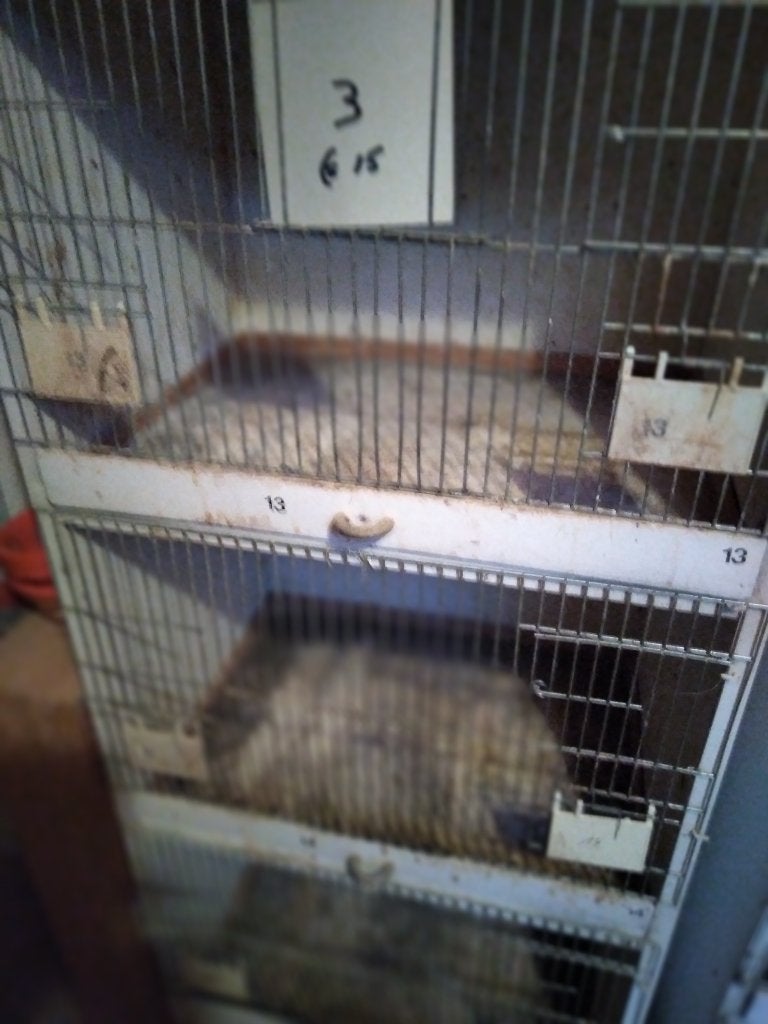 kweekkooien, Dieren en Toebehoren