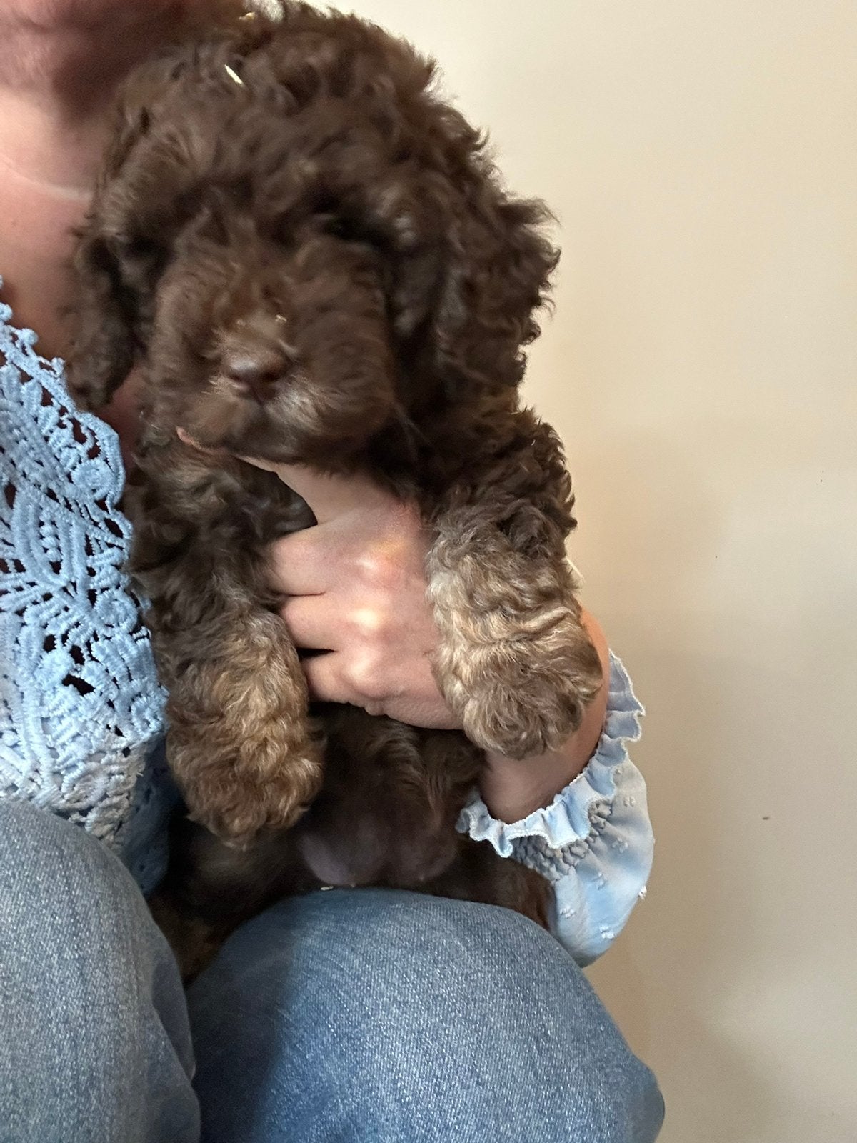 Creme / bruin dwergpoedel teefje, Caniche, Maladie de Carré (chiens), Chienne, Belgique