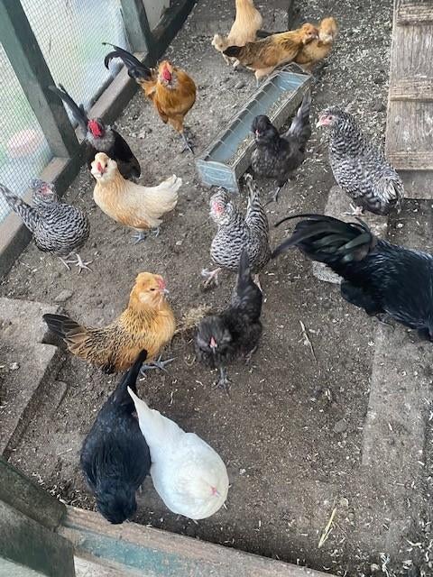 broedeieren watermaalse baardkriel en groninger meeuw, Dieren en Toebehoren, Pluimvee, Kip