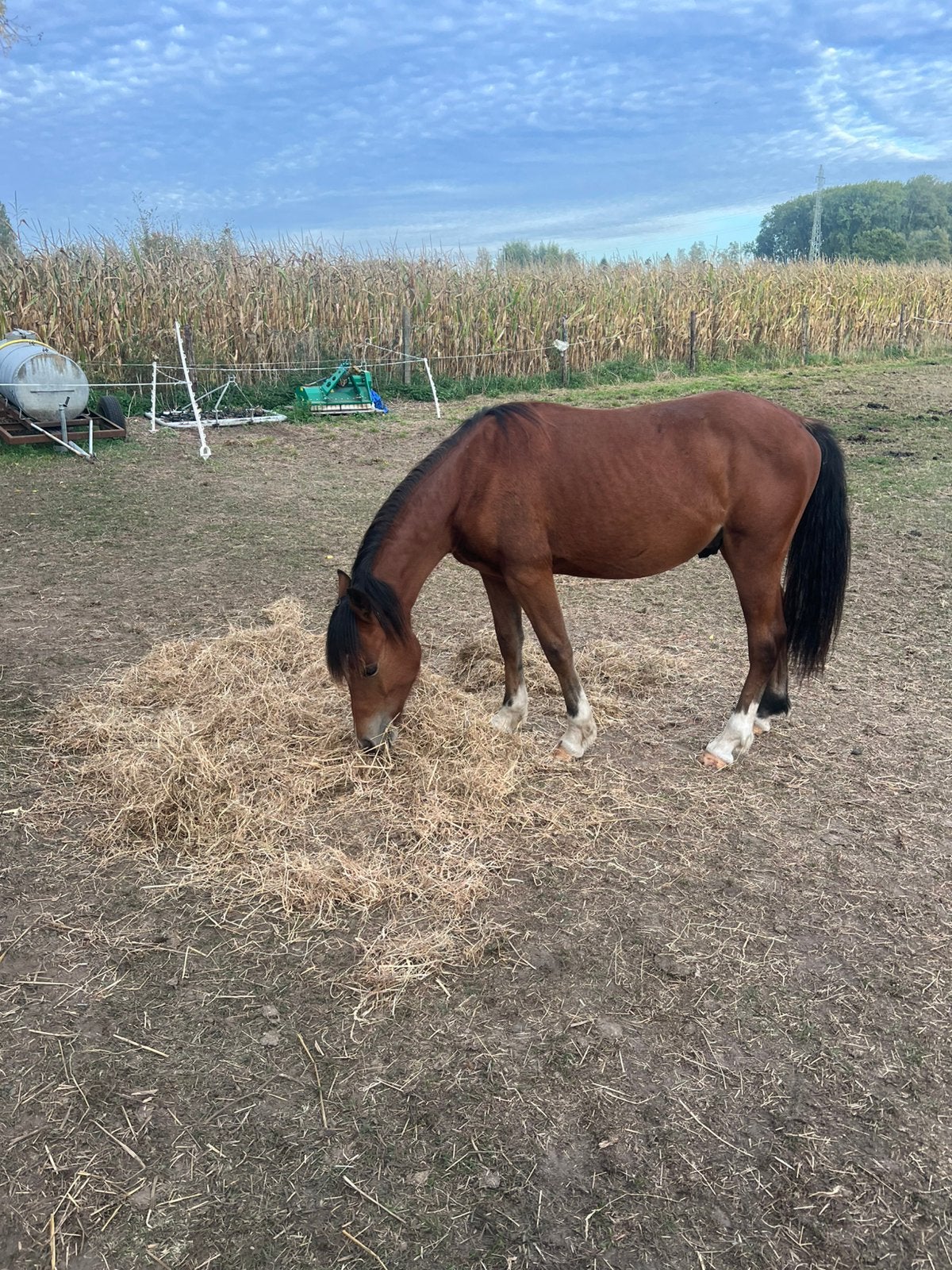 welshpony c hengst 17 maanden is braaf, Hengst, Recreatiepony, Met stamboom, 0 tot 2 jaar