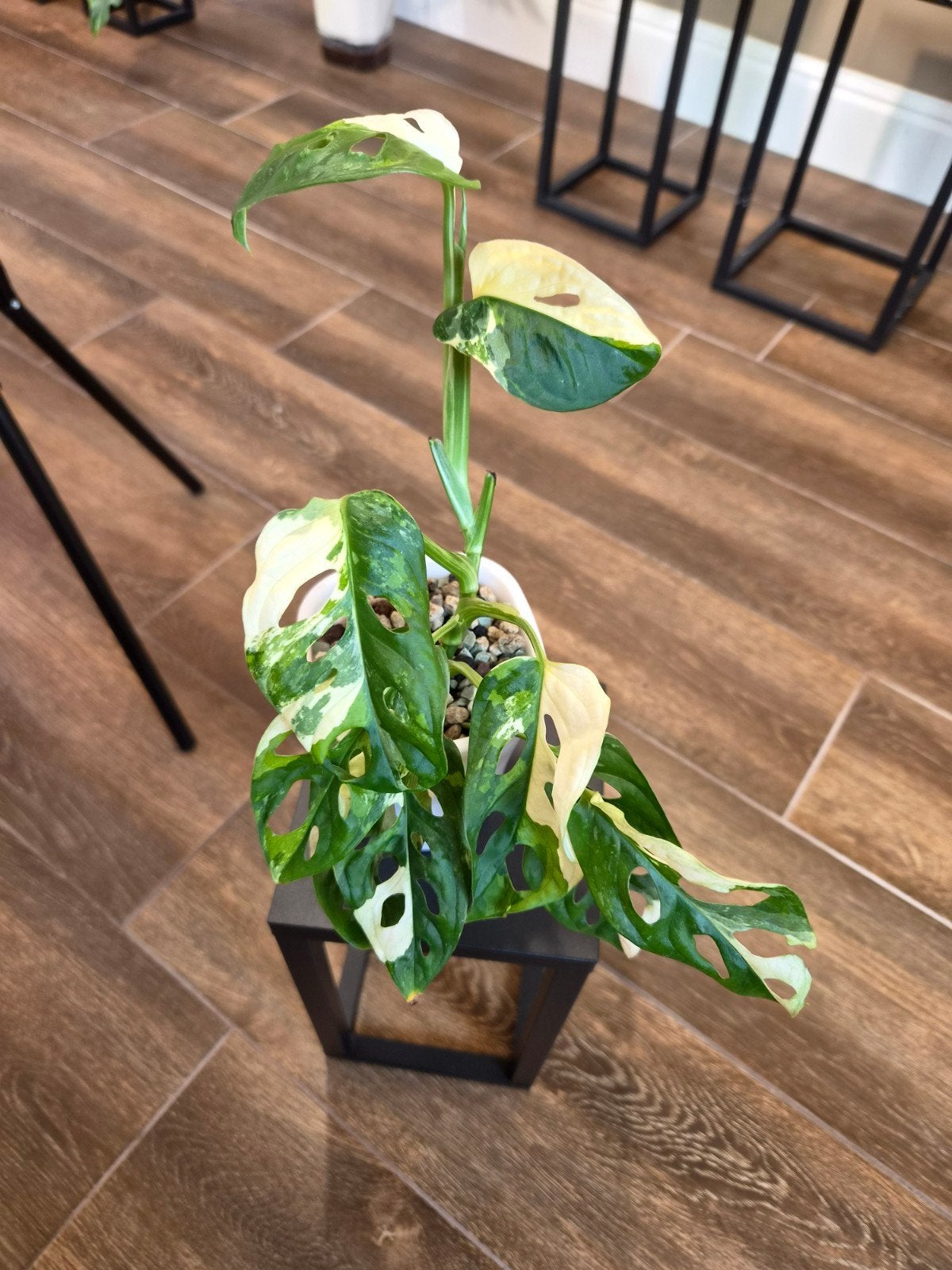 Monstera Adansonii Albo, Enlèvement ou Envoi