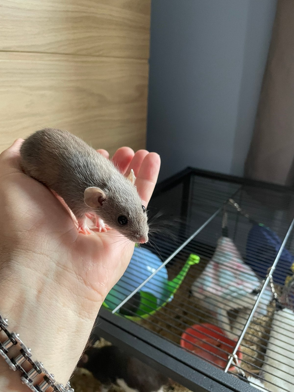 Te koop 3 mooie dwerg dumbo ratjes vrouwtjes van 2025, Enlèvement