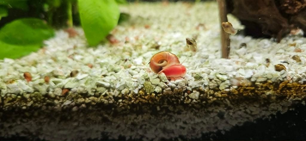 Posthoornslakken, Dieren en Toebehoren, Slak of Weekdier, Zoetwatervis
