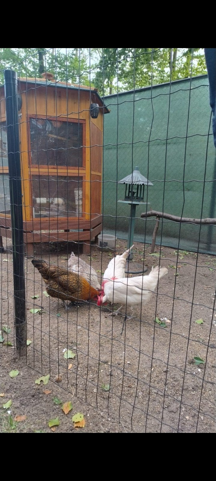 te koop Twee jonge mooi legkippen, Dieren en Toebehoren, Pluimvee, Vrouwelijk, Kip