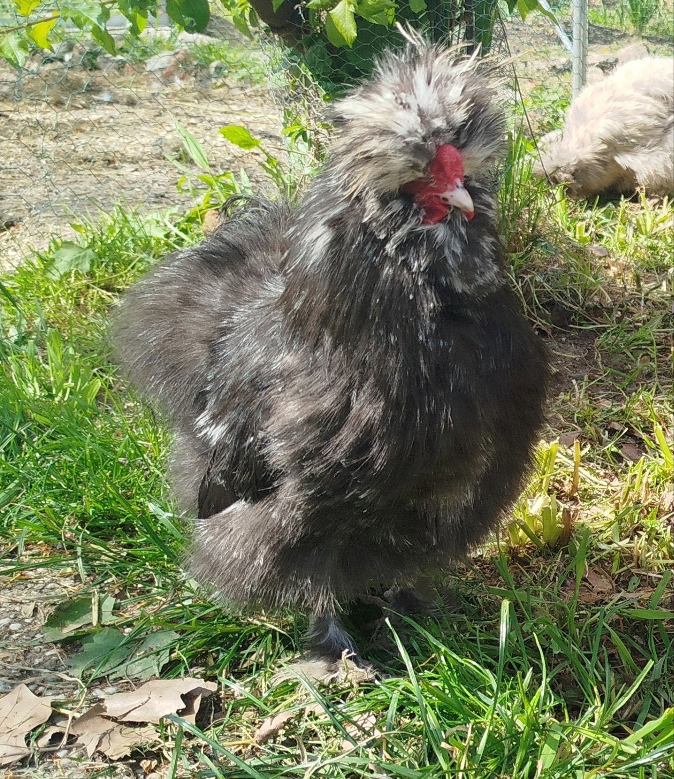 Magnifique jeune coq de soie, Animaux & Accessoires, Mâle, Poule ou poulet