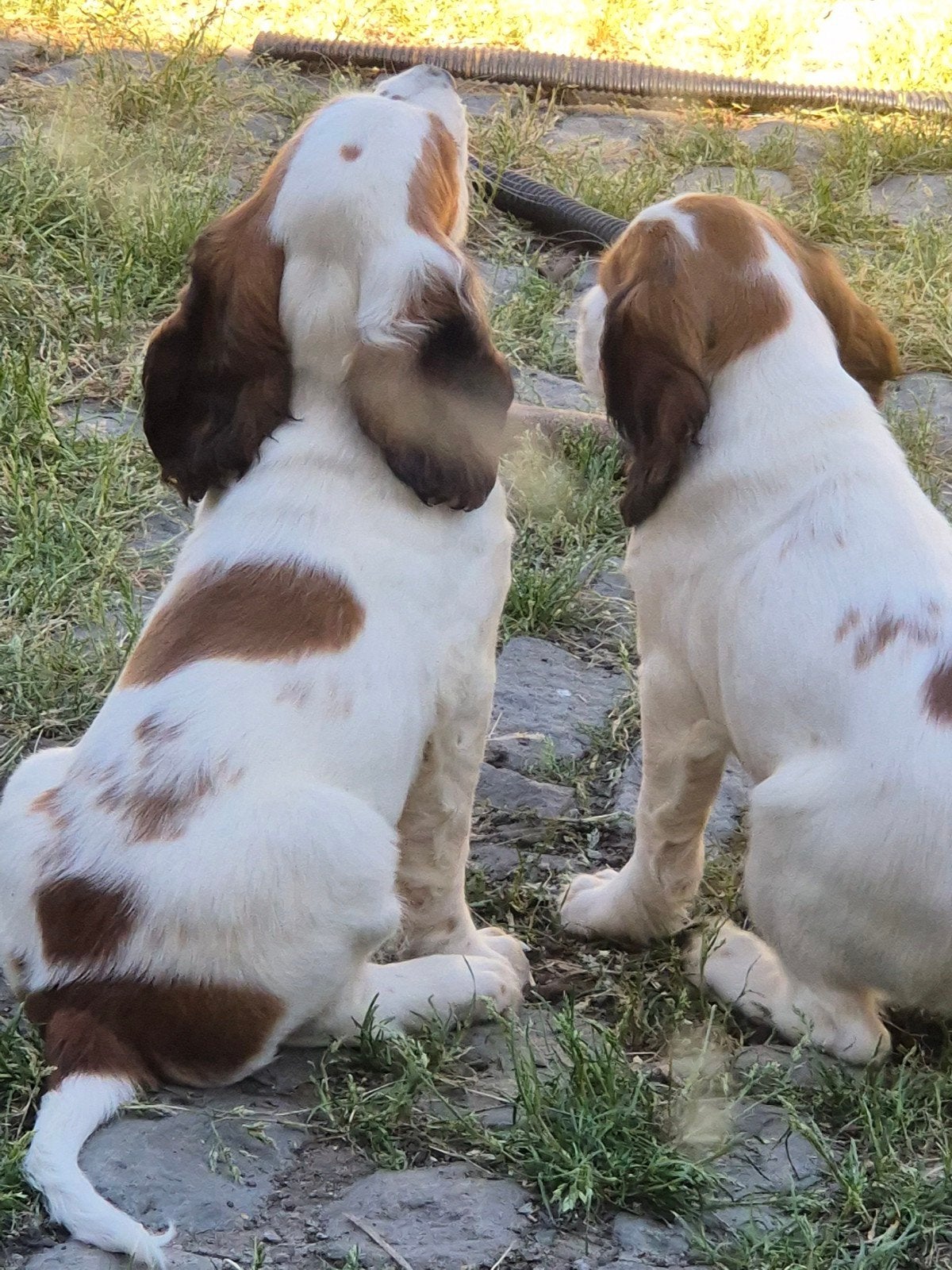 Engelse Cocker Spaniël pups, Dieren en Toebehoren, Parvo, België, Fokker | Hobbymatig, 8 tot 15 weken
