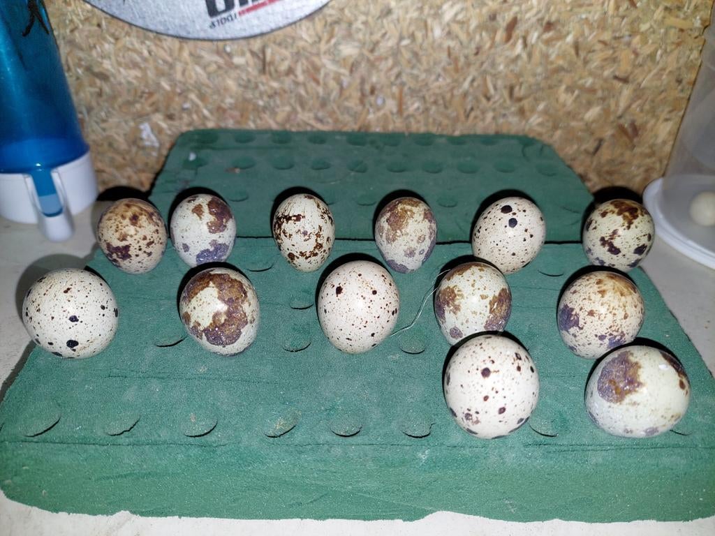 Oeufs de caille à vendre, Animaux & Accessoires, Volatiles | Accessoires, Enlèvement