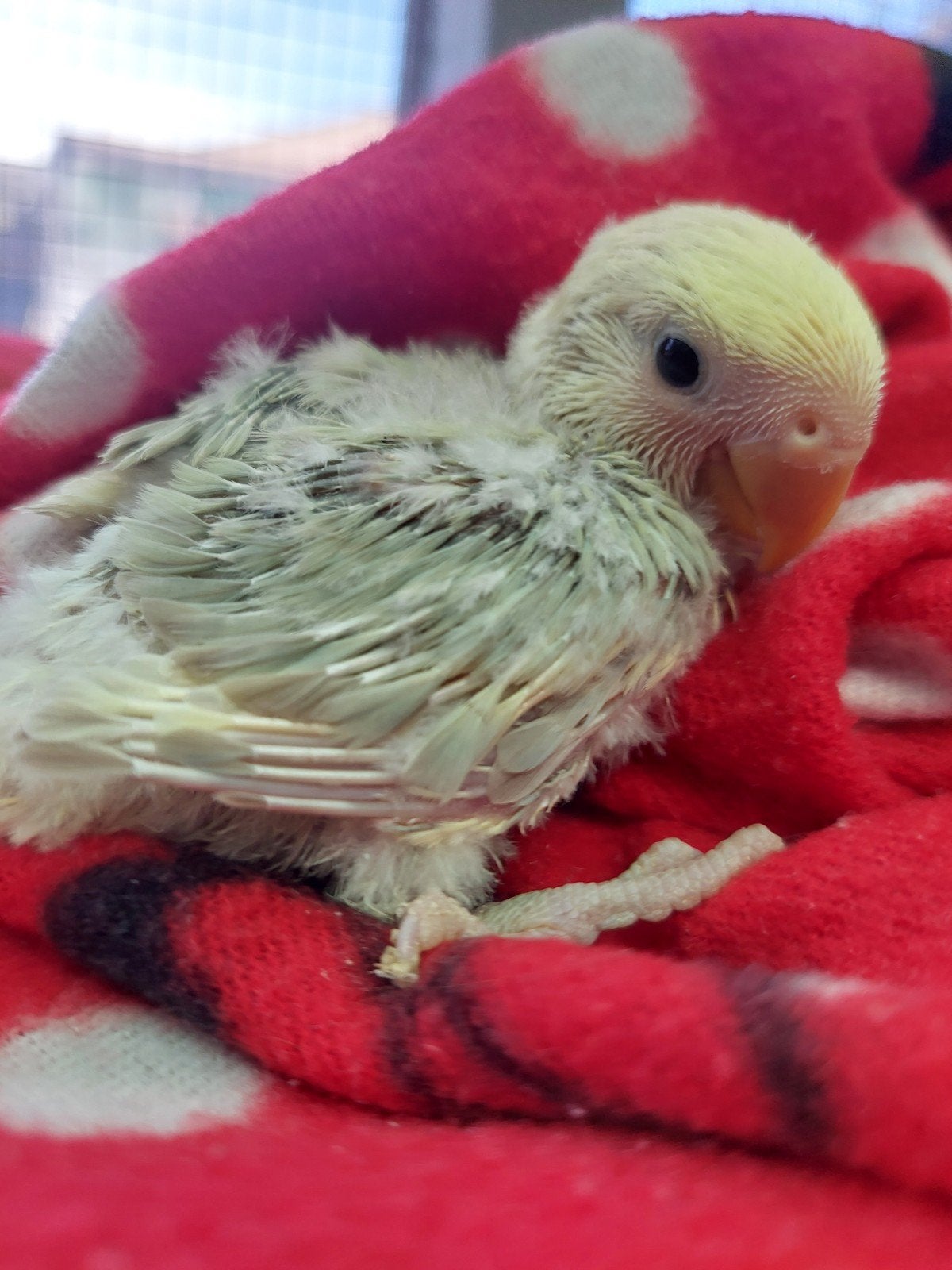 Dwergpapegaai handtamme baby, Dieren en Toebehoren