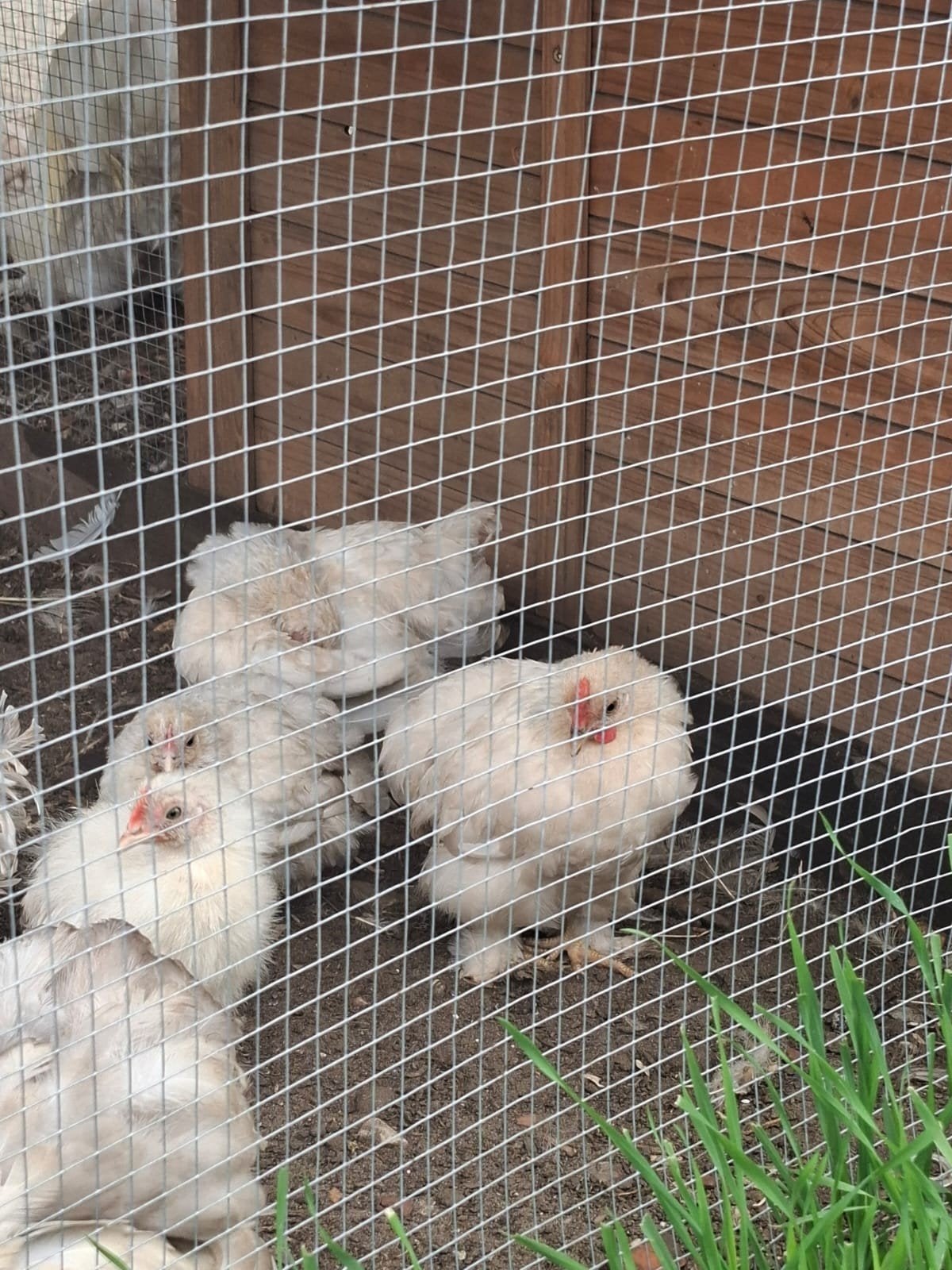 cochin, Dieren en Toebehoren, Meerdere dieren, Kip