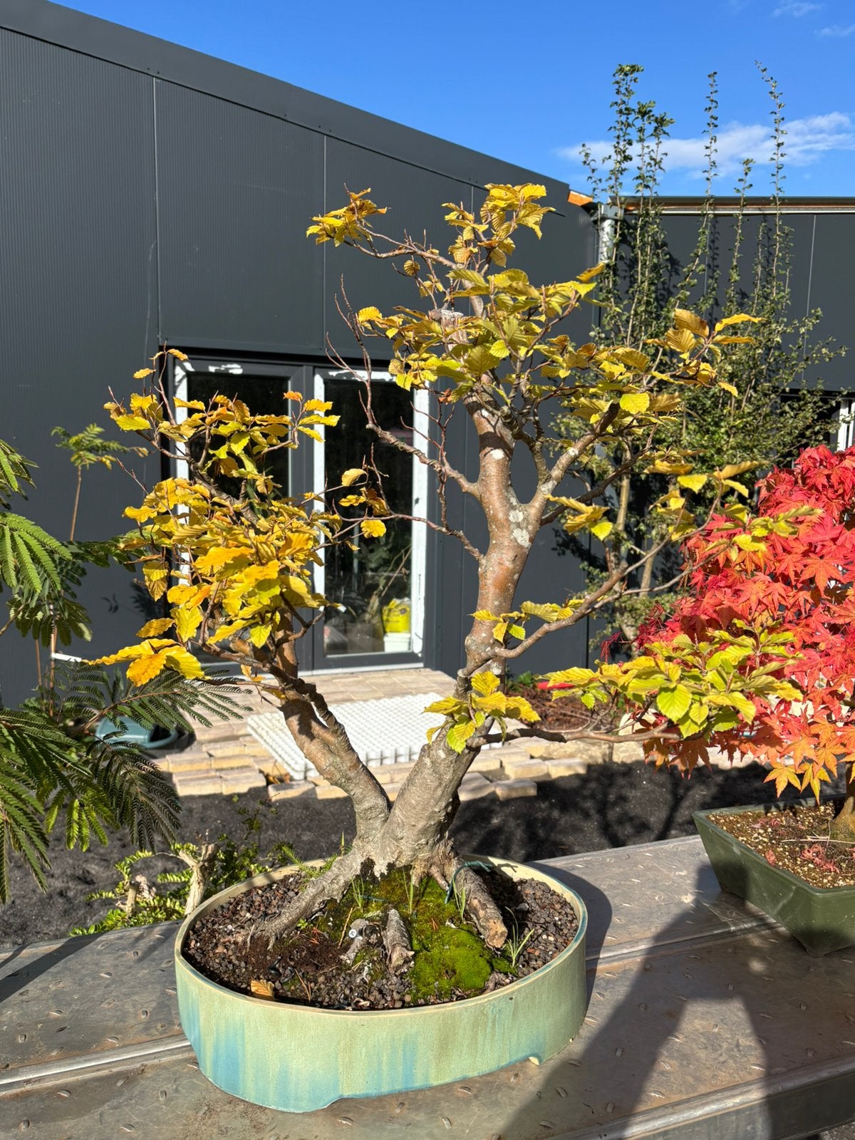Bonsai fagus crenata, Tuin en Terras, Ophalen