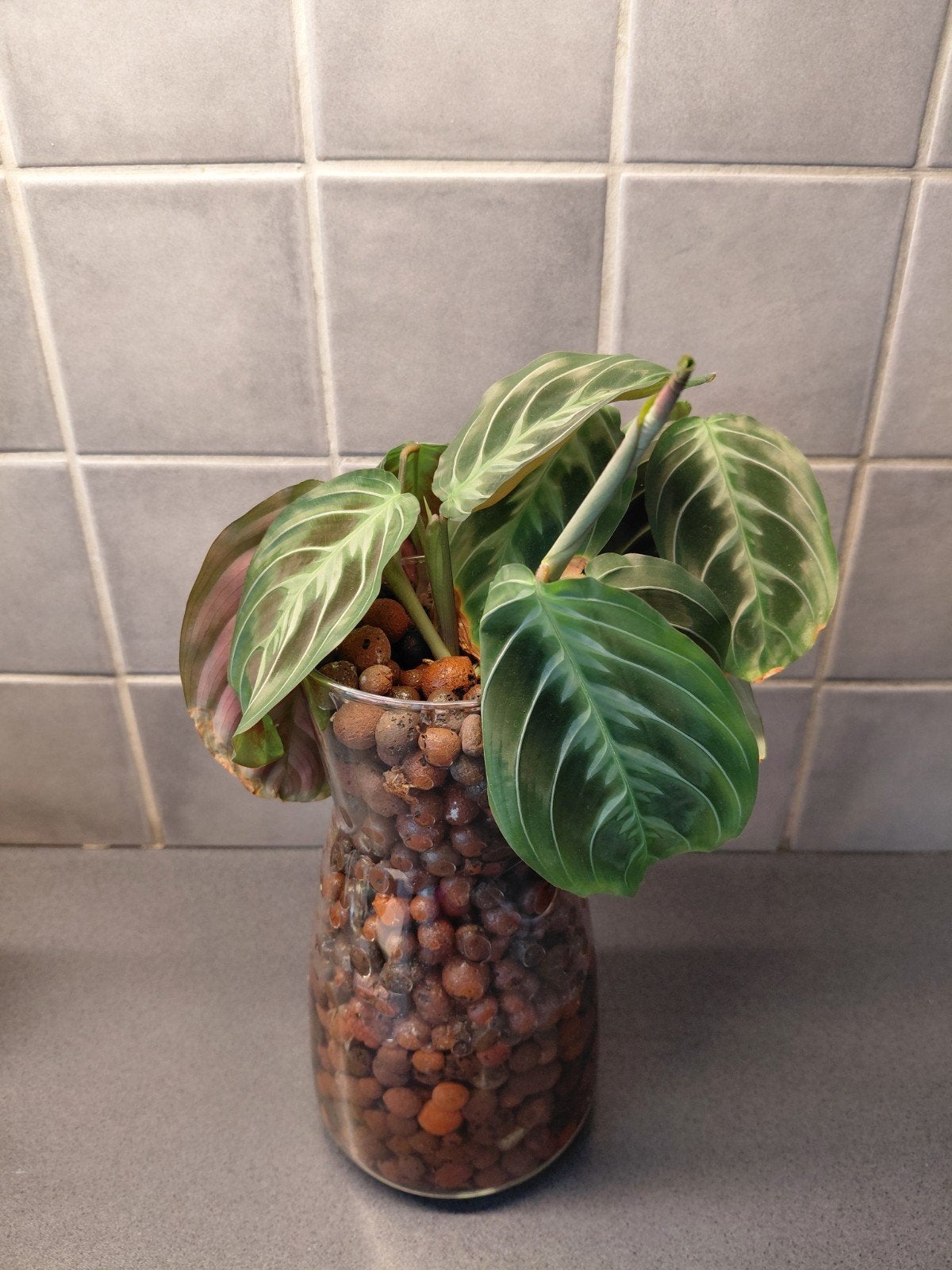 Maranta op hydrokorrels, Maison & Meubles, Plantes d'intérieur, Enlèvement