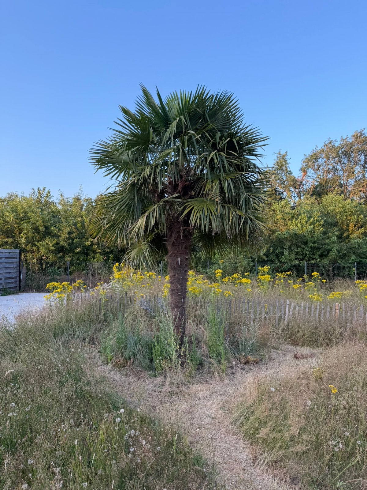 Palmboom, Jardin & Terrasse, Plantes | Arbres, Ne fleurit pas, Plein soleil, Enlèvement, Palmier