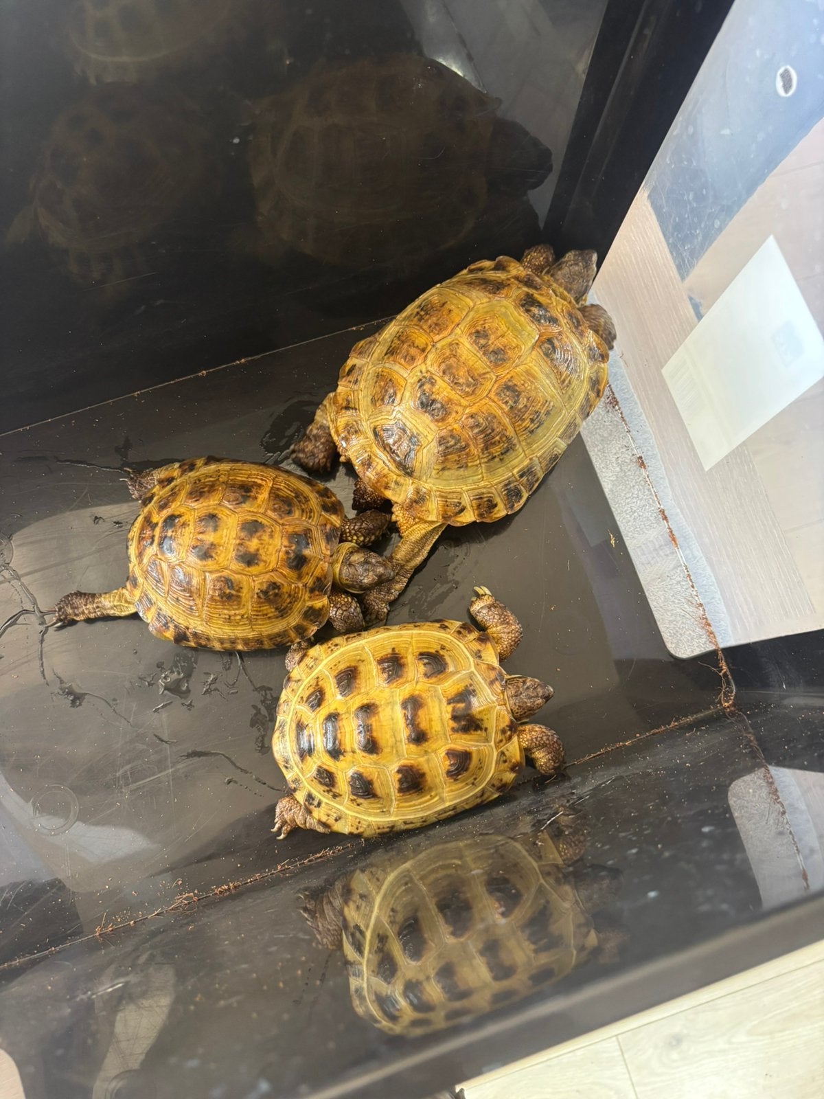 Tortue testudo horsfieldi