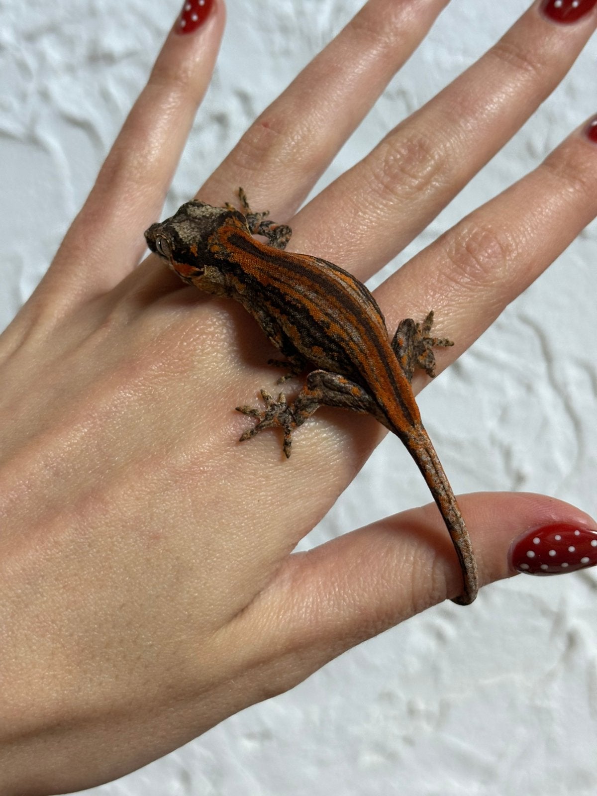 Red striped gargoyle, Hagedis, Tam, 0 tot 2 jaar