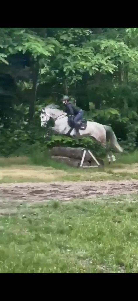D pony, Dieren en Toebehoren, Pony's, Springpony, L, 7 tot 10 jaar, D pony (1.37m tot 1.48m)